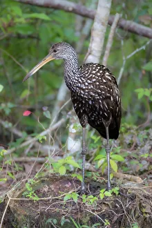 Wading Bird Prints: A Limpkin along a creek in south Florida