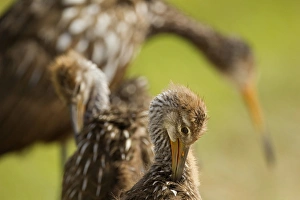 Fledgling Prints: Limpkin family, Aramus guarana, Viera wetlands, Florida