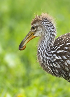 Fledgling Prints: Limpkin with first apple snail, Aramus guarana, Viera wetlands, Florida