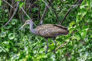 Images Dated 22nd January 2021: Limpkin, Florida