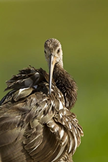 Preening Prints: Limpkin preening, Aramus guarana, Viera wetlands, Florida