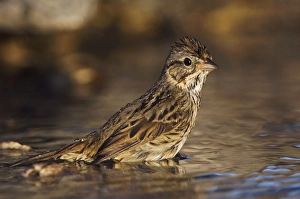 Images Dated 14th April 2006: Lincolns Sparrow, Melospiza lincolnii, adult bathing, Uvalde County, Hill Country