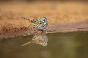 Starr County Prints: Lincolns sparrow (Melospiza lincolnii) drinking