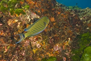 Scuba Diving Prints: Lined Surgeonfish (Acanthurus lineatus), Richelieu Rock, Surin National Marine Park