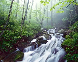 Carolina Prints: Linn Cove Creek cascading through foggy forest, Blue Ridge Parkway near Boone, N