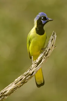 Images Dated 3rd May 2019: Linn, Texas, USA. Green jay (Cyanocorax yncas) perched on a dead branch