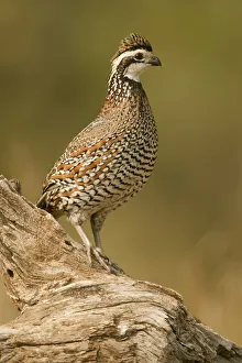 Linn, Texas, USA. Male northern bobwhite (Colinus virginianus) on a log