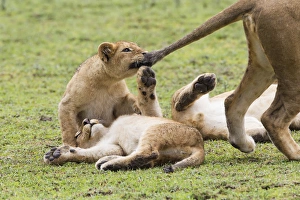 Lion Prints: Lion cub bites the tail of lioness, pulling the tail, while two other cubs lie upside