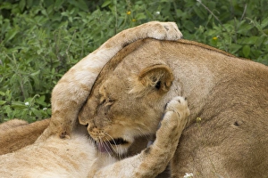 Mammals Prints: Lion cub grasps the head of lioness, while she licks his chest, close up, Ngorongoro