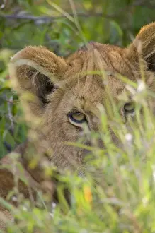National Reserve Prints: Lion cub in the grass, Masai Mara National Reserve, Kenya
