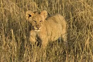 Images Dated 16th September 2006: A lion cub laying