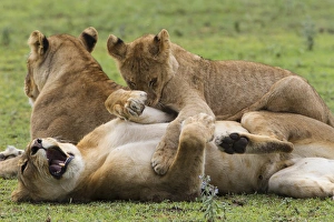 Mammals Prints: Lion cub lies on top of two lionesses, one reclining on her back, yawning, Ngorongoro