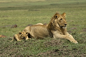 Images Dated 2nd September 2011: Lion cub with male lion, Masai Mara, Kenya, Africa