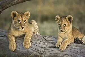 Lion cubs on log
