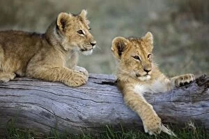 Lion cubs on log, Panthera leo, Masai Mara, Kenya