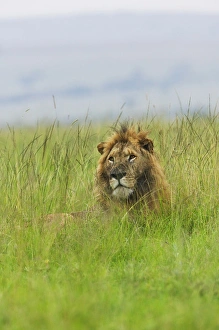 Rest Prints: Lion in the grass, Masai Mara National Reserve, Kenya