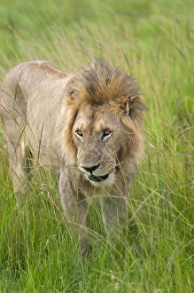 National Reserve Prints: Lion in the grass on the savanah, Masai Mara National Reserve, Kenya