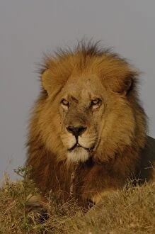 Images Dated 13th October 2005: Lion (Panthera leo) this is one of the Duba pride males. Duba Plains. Okavango Delta