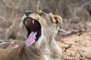 Images Dated 7th November 2010: Lion (Panthera leo), Kapama Game Reserve, South Africa