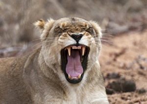 Images Dated 7th November 2010: Lion (Panthera leo), Kapama Game Reserve, South Africa