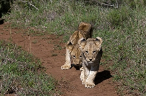 Kariega Prints: Lion (Panthera leo), Kariega Game Reserve, South Africa