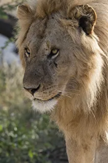 Prints of Lion (Panthera leo), Ndutu, Ngorongoro Conservation Area, Serengeti, Tanzania Africa Prints: Lion (Panthera leo), Ndutu, Ngorongoro Conservation Area, Serengeti, Tanzania