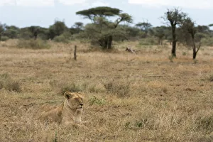 Lion (Panthera leo), Ndutu, Ngorongoro Conservation Area, Serengeti, Tanzania