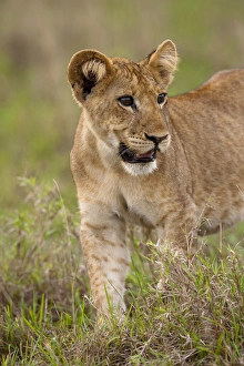 Images Dated 31st January 2009: lion (Panthera leo) in the Queen Elizabeth National Park, Uganda, East Africa