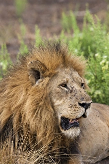 Images Dated 2nd February 2009: Lion (Panthera leo) in the Queen Elizabeth National Park, Ishasha sector, Uganda