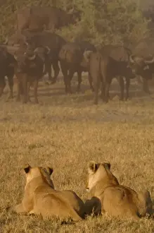 Images Dated 12th October 2005: Lion pride (Panthera leo) following the buffalo herd (Syncerus caffer) - which number