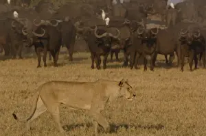 Images Dated 12th October 2005: Lion pride (Panthera leo) following the buffalo herd (Syncerus caffer) - which number