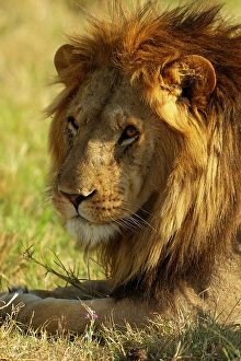 Resting Prints: Lion resting, Mara Triangle, Masai Mara Game Reserve, Kenya, Africa