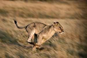 Lion Prints: lion running