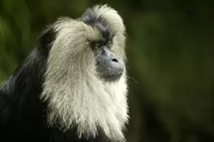 Lion-tailed Macaque (Macaca silenus), Endangered species found in SW India, San Diego Zoo