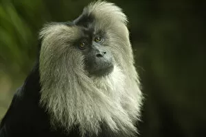Lion-tailed Macaque Macaca silenus SW India, Endangered specie