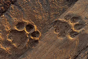 Lion Prints: Lion tracks in the sand. Voi, Tsavo National Park, Kenya