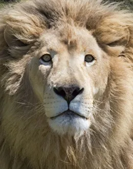 Images Dated 30th October 2018: Lion. Western Cape Province, South Africa