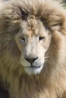 South Africa Prints: Lion. Western Cape Province, South Africa