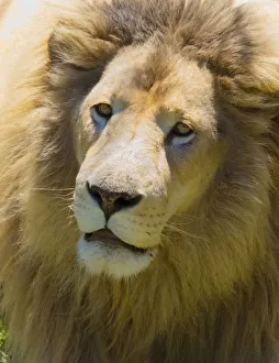 Images Dated 30th October 2018: Lion. Western Cape Province, South Africa