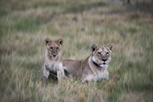 Chitabe Camp Prints: Lioness and cub in grass
