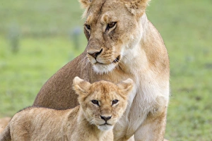 Lion Prints: Lioness with its female cub, standing together, side by side, one head under the other
