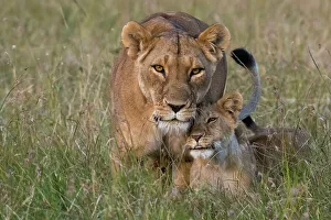 Togetherness Prints: A lioness, Panthera leo, greeted by the her cubs upon her return, Masai Mara, Kenya. Kenya