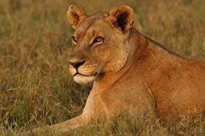 Images Dated 14th October 2005: Lioness (Panthera leo) showing red face and neck after just having eaten. Her right