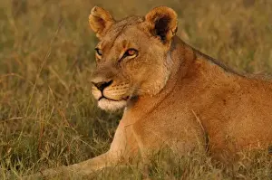 Lincoln Peak Prints: Lioness (Panthera leo) showing red face and neck after just having eaten. Her right