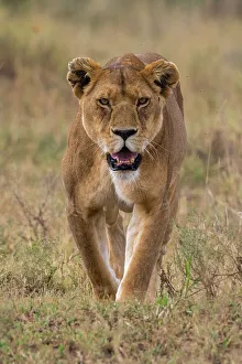 Lion Prints: A lioness, Panthera leo, walking and looking at the camera