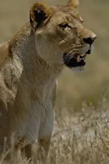 Lioness (Panthera leo) watching buffalo (Syncerus caffer) herd from a distance. Duba Plains area