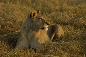 Lincoln Peak Prints: Lioness (Panthera leo) watching buffalo (Syncerus caffer) herd from a distance