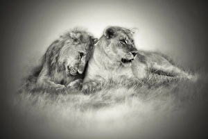 Interacting Prints: Lioness and son nuzzling in monochrome sepia