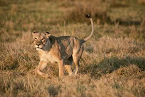 Lion Prints: Lioness stalking