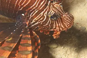 Marine Preserve Prints: Lionfish, Pristine Scuba Diving at Tukang Besi / Wakatobi Archilpelago Marine Preserve